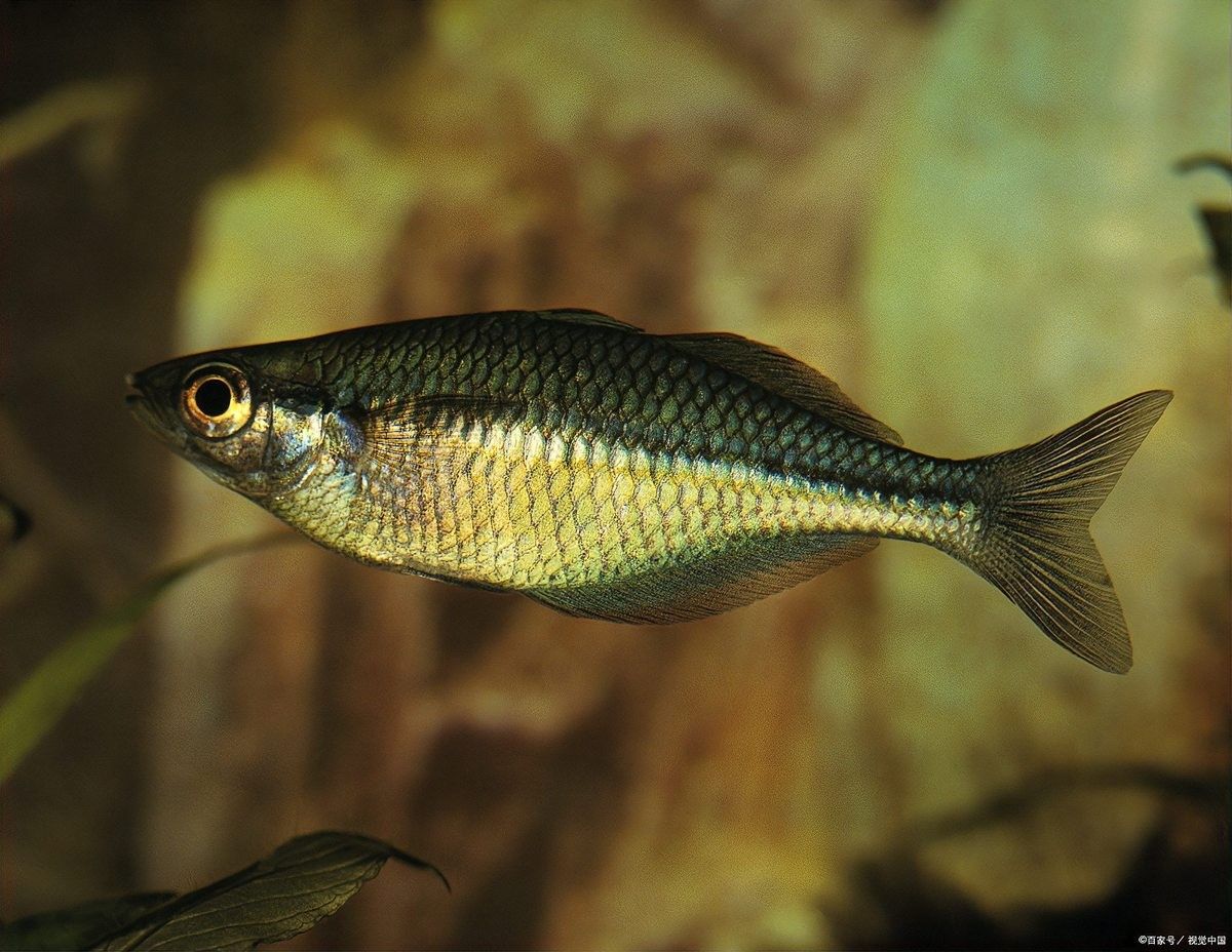 龍魚什么品種最便宜好養