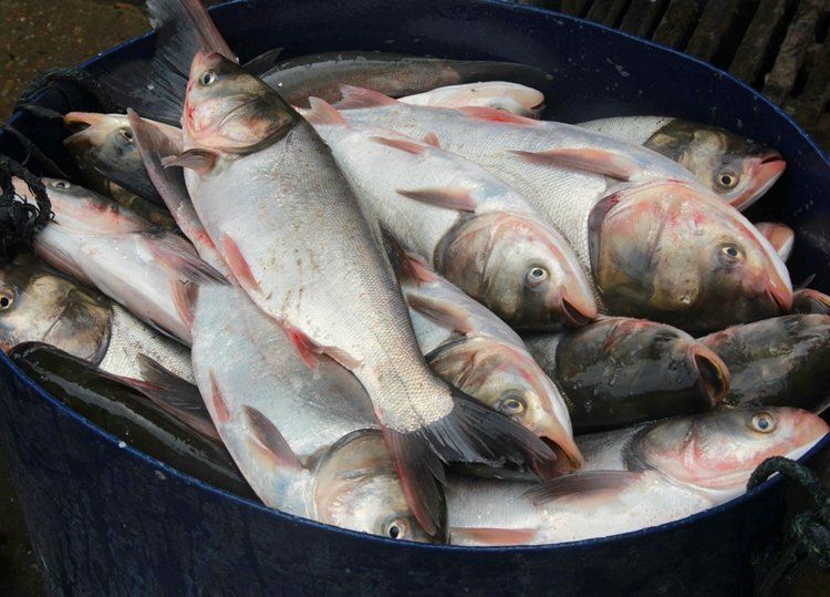 鰱魚的好處與壞處