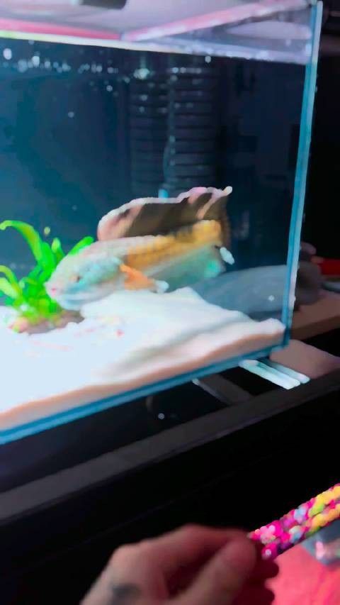 雷龍魚貴還是銀龍魚貴啊