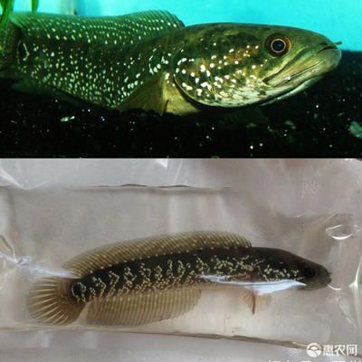 七星魚和雷龍魚哪個好養：七星魚與雷龍魚在養殖難度上有所區別