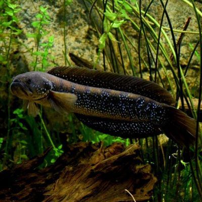 七星魚和雷龍魚哪個好養：七星魚與雷龍魚在養殖難度上有所區別
