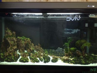 龍魚虎魚飛鳳豬鼻龜飛鳳：龍魚、虎魚、飛鳳、豬鼻龜混養需要注意什么？