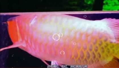 印尼超血紅龍魚同新加波紅龍魚分品種：印尼超血紅龍魚與新加坡紅龍魚的區別