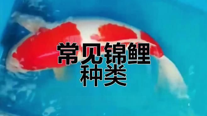 錦鯉三色和紅白哪個好