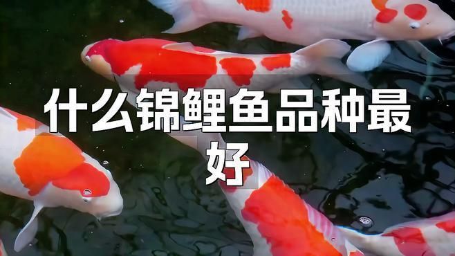 錦鯉三色和紅白哪個好