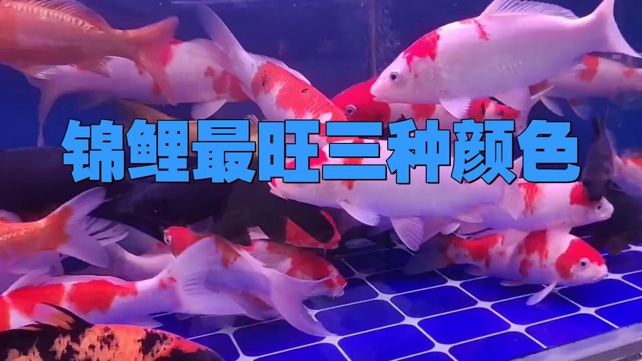 錦鯉三色和紅白哪個好