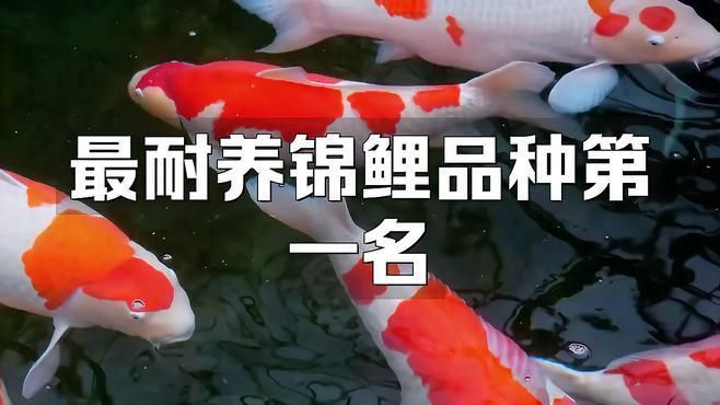 錦鯉三色和紅白哪個好