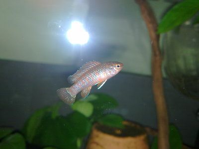龍魚為什么養著會變色呢：龍魚為什么會變色