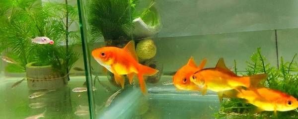 魚缸里的魚的說說發朋友圈（如何打造美觀的魚缸景觀）