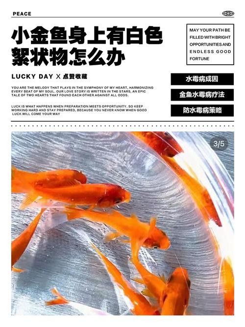 金龍魚身上有白色絮狀物圖片