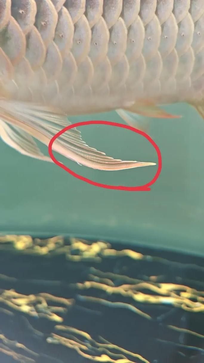 金龍魚身上有白色絮狀物圖片