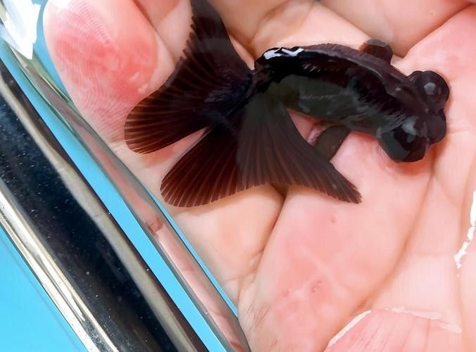 金龍魚身上有白色絮狀物圖片