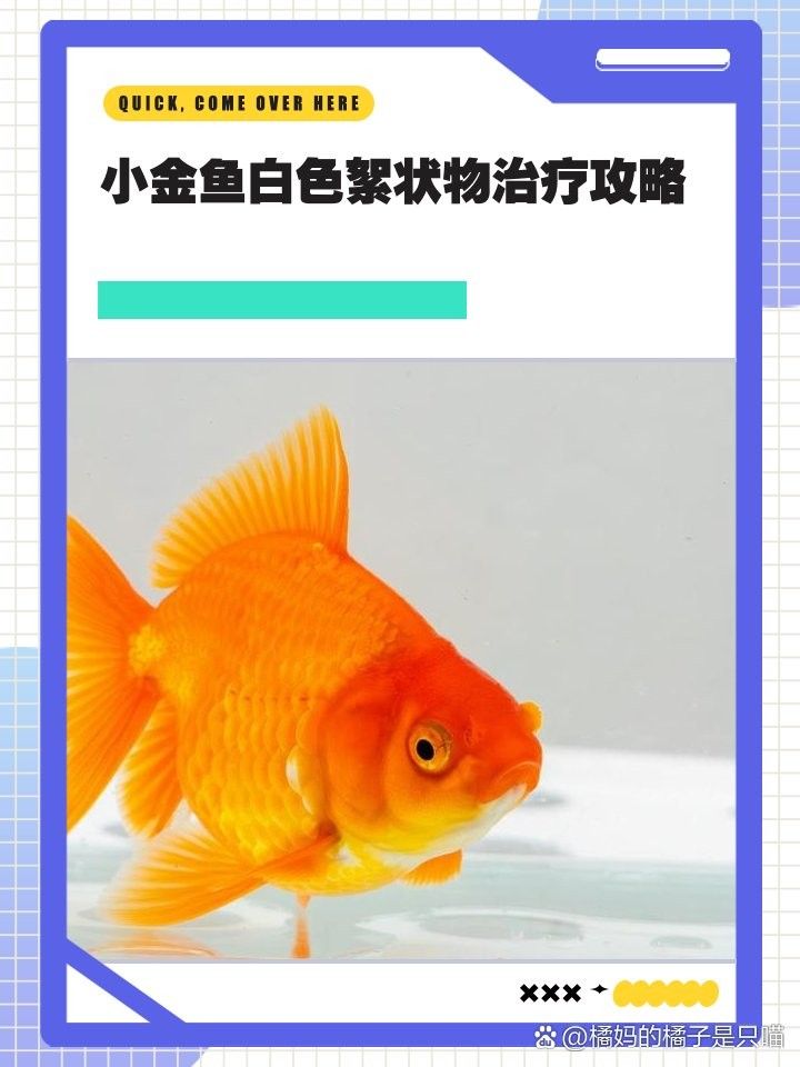 金龍魚身上有白色絮狀物圖片