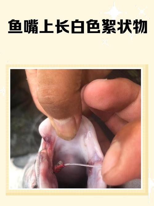 金龍魚身上有白色絮狀物圖片
