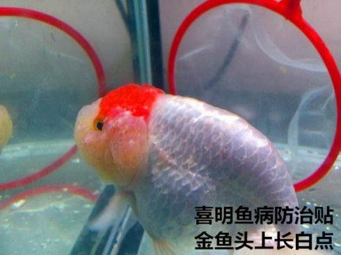 金龍魚身上有白色絮狀物圖片