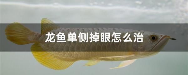 龍魚用什么消炎藥：龍魚消炎藥使用注意事項(xiàng)