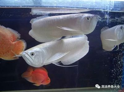 一米三六十寬的魚缸能養銀龍魚嗎（關于銀龍魚飼養所需的魚缸尺寸）