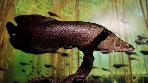 和龍魚很像的是什么（什么魚長得像龍魚一樣）