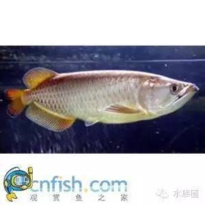 和龍魚很像的是什么（什么魚長得像龍魚一樣）