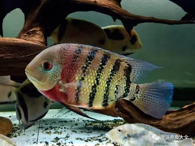 帝王虎斑菠蘿魚和龍魚能混養嗎？：帝王虎斑菠蘿魚和龍魚可以混養嗎？