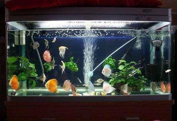 龍魚剛進(jìn)缸可以喂嗎：龍魚入缸后2-3天內(nèi)不宜喂食