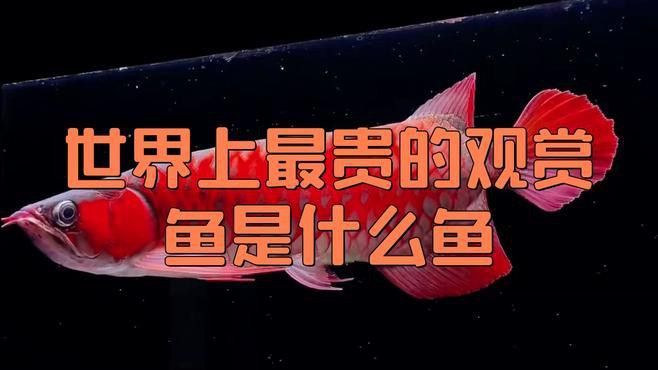 血紅龍的價格為何如此昂貴？