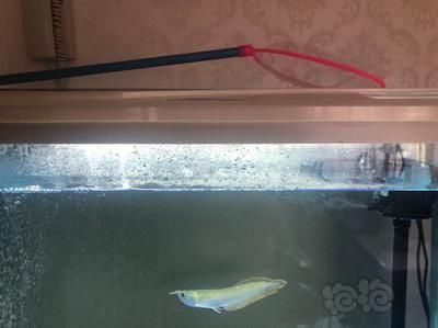 龍魚溫差過大立鱗怎么辦：龍魚溫差過大立鱗怎么辦龍魚溫差過大立鱗處理方法