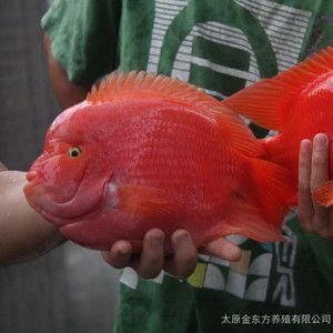 金龍魚苗好養嗎？：金龍魚苗在飼養條件下是比較好養的