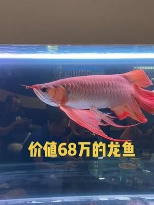 印尼龍魚真實價格圖片大全圖