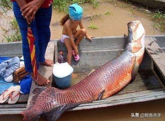 銀龍魚在商業(yè)場(chǎng)所的應(yīng)用案例：銀龍魚在不同商業(yè)場(chǎng)所中的應(yīng)用案例及其效果