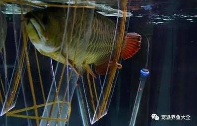 龍魚用什么燈好看：龍魚燈光選擇合適的燈光需要綜合考慮多個(gè)因素