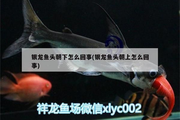 龍魚缸里能放沉木嗎：龍魚缸里放沉木好處和壞處和壞處和壞處和壞處和壞處