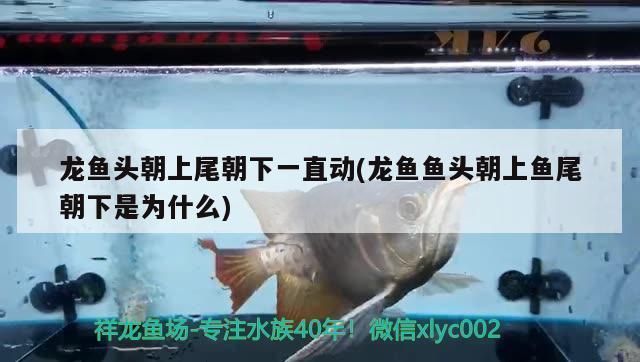 龍魚缸里能放沉木嗎：龍魚缸里放沉木好處和壞處和壞處和壞處和壞處和壞處