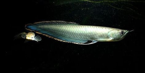黑色龍魚價格多少一條：黑色龍魚價格多少一條黑色龍魚價格多少一條