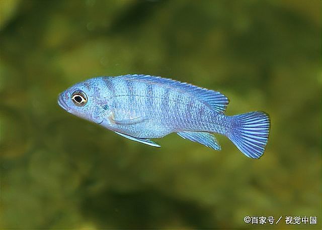 曼龍魚的壽命是幾年