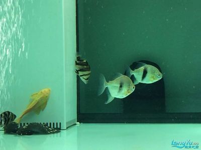 養金龍魚適合用多大的缸子：金龍魚養金龍魚的養殖方法和注意事項金龍魚的養殖方法