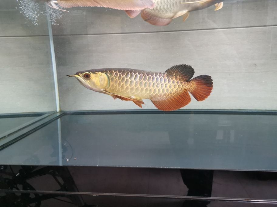 龍魚頭朝上尾朝下45度（龍魚頭朝上尾朝下45度怎么回事） 龍魚頭朝上尾朝下45度（龍魚頭朝上尾朝下45度怎么回事） 龍魚百科 第4張