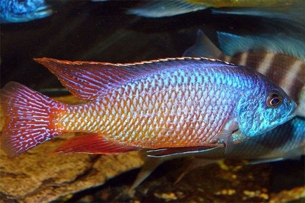 銀龍魚打架掉鱗用不用下藥