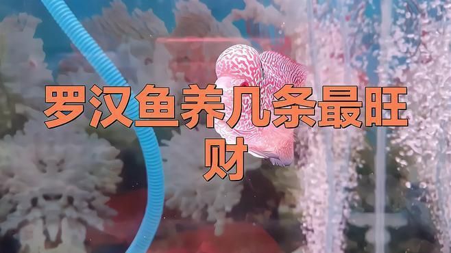 羅漢魚養幾條最旺財