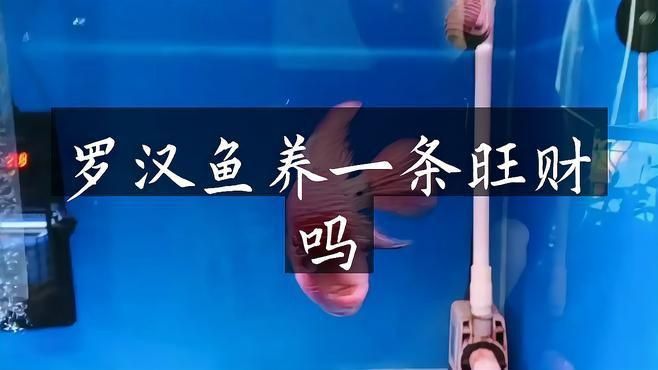 羅漢魚養幾條最旺財