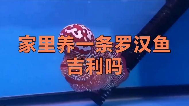 羅漢魚養幾條最旺財