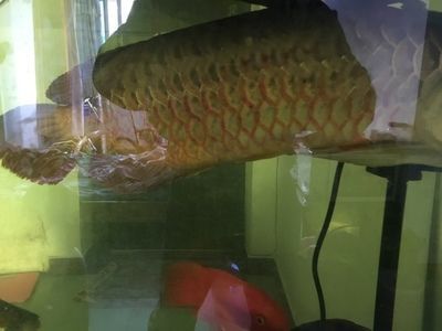 龍魚生病不吃食怎么辦呀吃什么藥最好：龍魚生病不吃食怎么辦