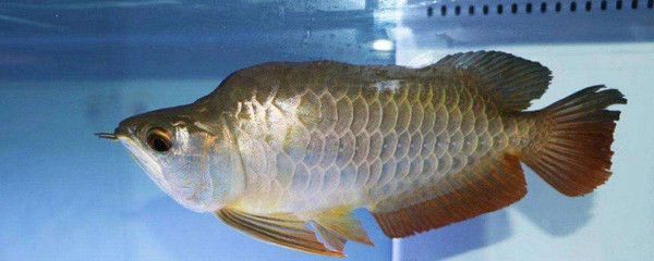 龍魚生病不吃食怎么辦呀吃什么藥最好：龍魚生病不吃食怎么辦