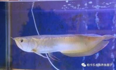 龍魚爛尾用什么藥效果好，治療龍魚爛尾的藥物