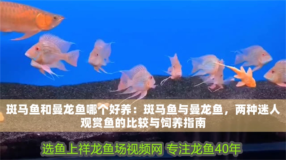 斑馬魚和曼龍魚哪個好養：斑馬魚與曼龍魚，兩種迷人觀賞魚的比較與飼養指南