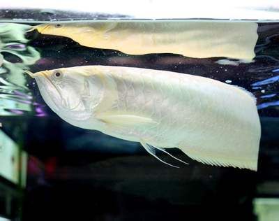 龍魚水質(zhì)檢測哪些指標(biāo)高：龍魚水質(zhì)檢測中常見的幾個(gè)重要指標(biāo)及其詳細(xì)解釋