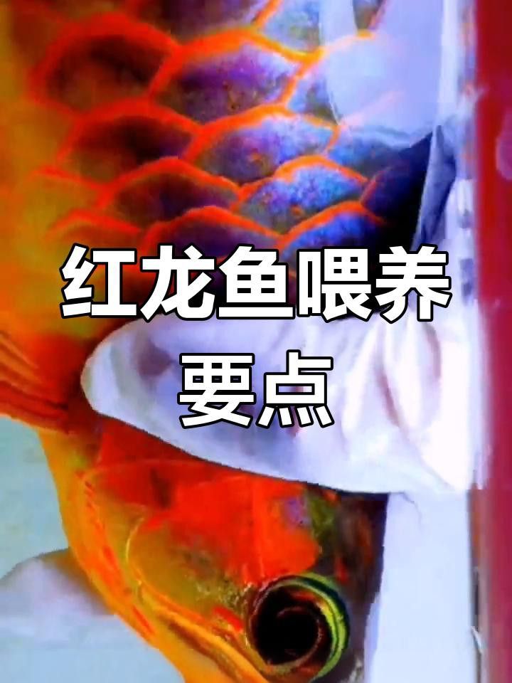 紅龍魚喂食量如何控制？