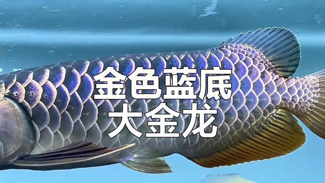 有沒有更多免費下載的金龍魚高清圖片？