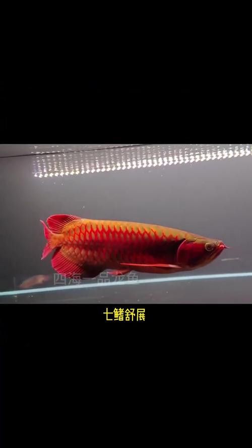 紅龍頭像高清圖片有哪些？