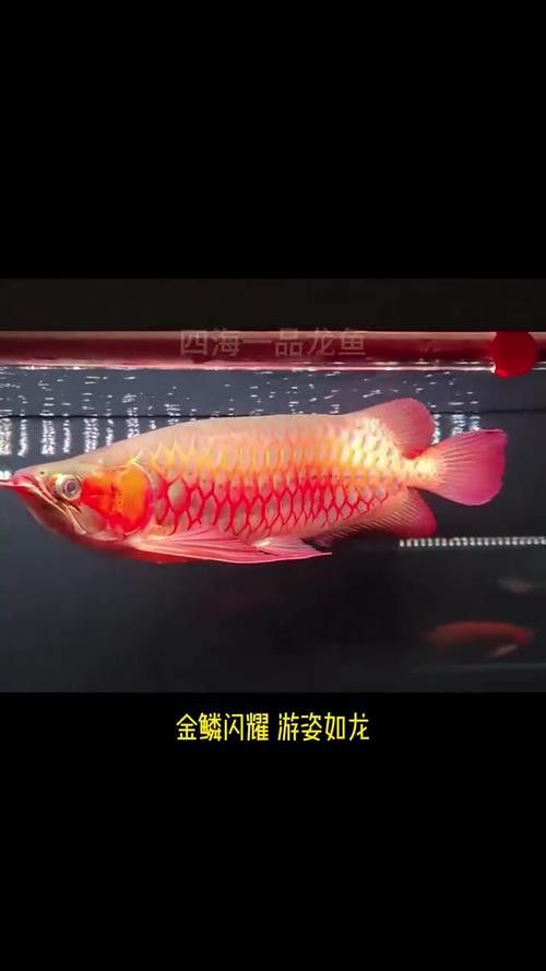 紅龍頭像高清圖片有哪些？